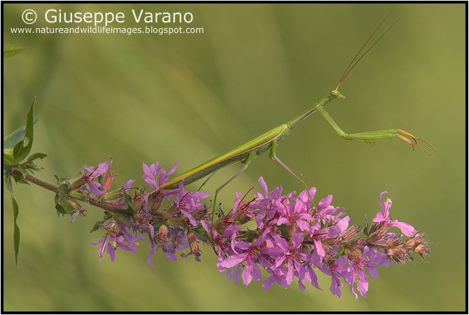                    © Giuseppe Varano   www.natureandwildlifeimages.blogspot.com
