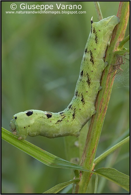                     © Giuseppe Varano   www.natureandwildlifeimages.blogspot.com