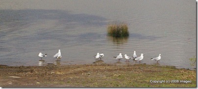 gulls enjoying higher water