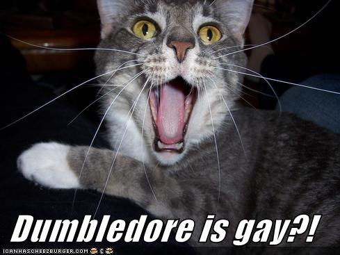 [dumbledore-is-gay-lolcat[4].jpg]
