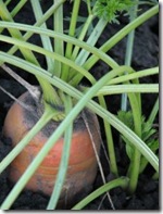 706400_carrot_top