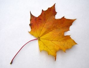[leaf1[7].jpg]