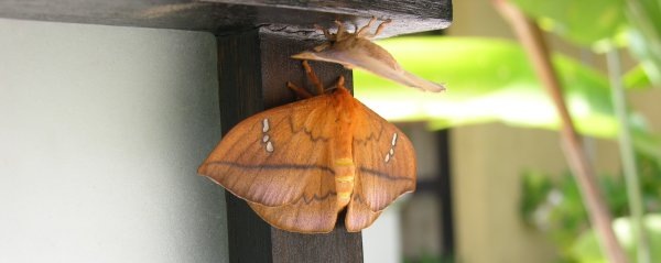 Moths at the spa of Villa Sabandari, one of the newest vacation resorts in Ubud, Bali