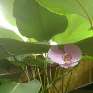 Orchid in Villa Sabandari, one of the newest hotels with yoga teacher training in Bali