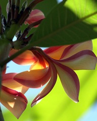 frangipani tree