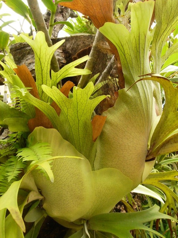 [treefern[5].jpg]
