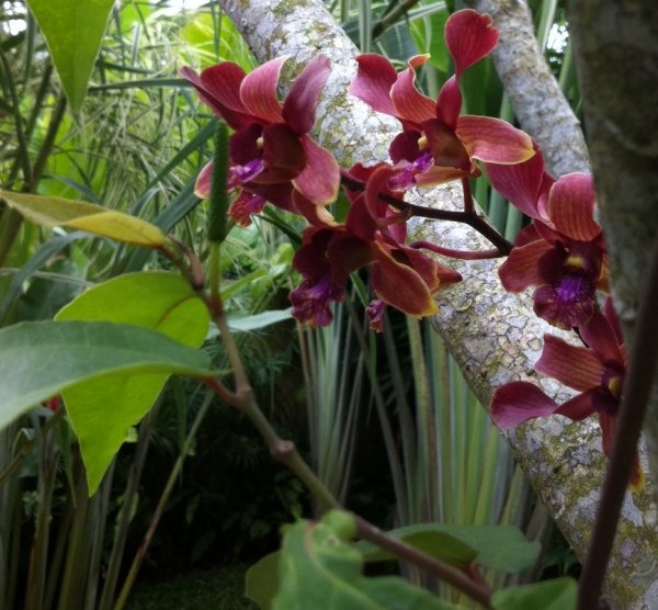 [hortusbotanicus[4].jpg]