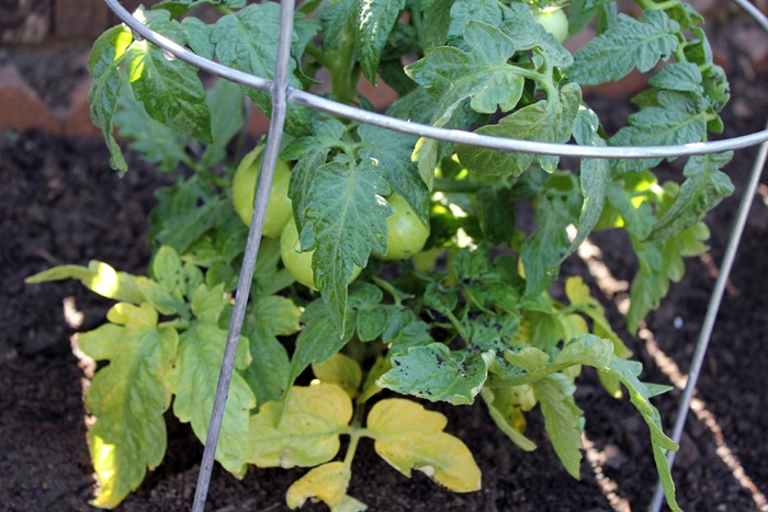 tomatoes tomatoes