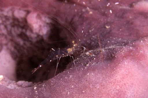 clear cleaner shrimp