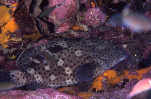 Coral rockcod