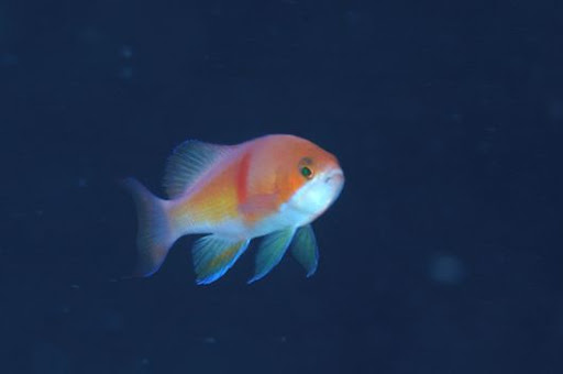 アカオビハナダイ