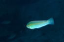 shoulderspot wrasse?