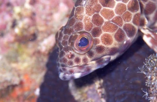 モヨウハタ