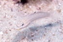 mural goby