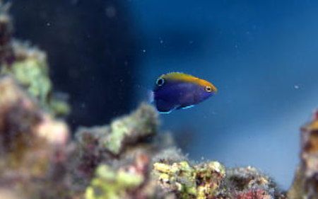オジロスズメダイ