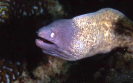 サビウツボ