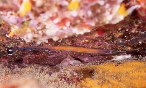 Jans’s pipefish