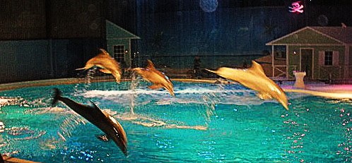 [2010-12-21 023 (500x375)002[4].jpg]
