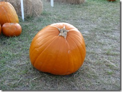 pumpkin 004