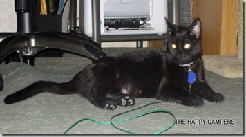 cat 004 cat 004