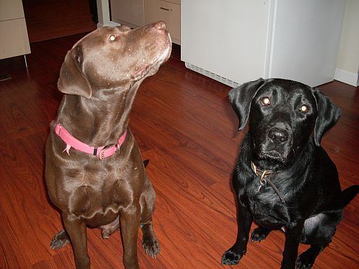 Oso and Emmy