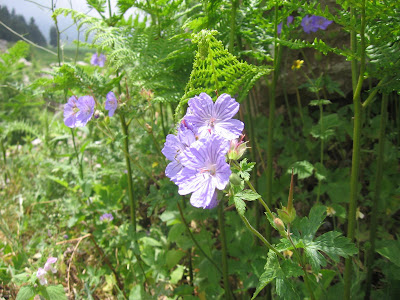 des fleurs parsemment notre chemin
