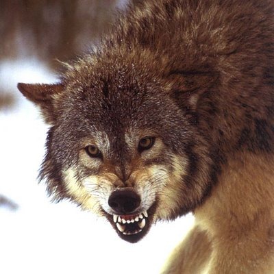 [lobo5ra[3].jpg]