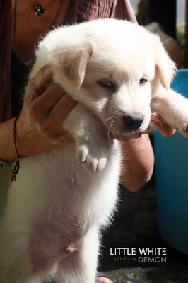 Doggy – Little White