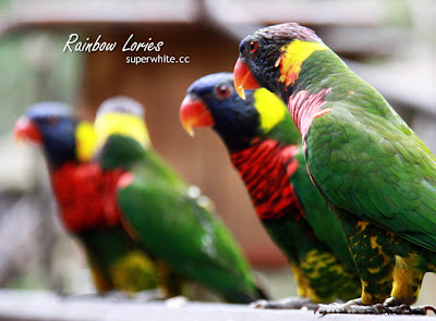 KL Bird Park