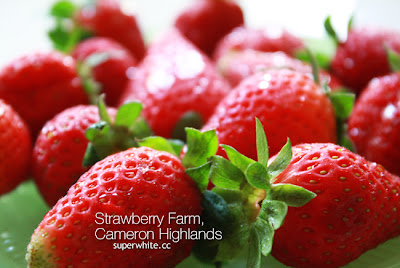 Trip to Cameron Highlands