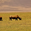 Rhinoceros