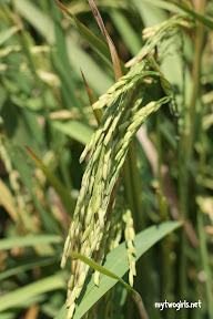 Rice on stalks