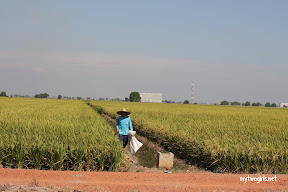 Rice harvesting by human
