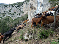 A herd of goats, led only by a dog, passes through our trail.