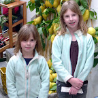 Lemons everywhere