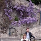 Wysteria in bloom alongside the road.