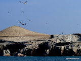Birds, Birds, Birds.  Wear a hat if you don't want to collect guano.