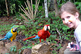 The parrots of Otorongo Lodge