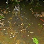 A 'Cayman' Alligator about 6 feet long just in front of us.