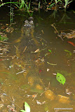 A 'Cayman' Alligator about 6 feet long just in front of us.