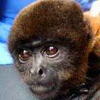 This one was named Macarena