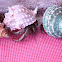 Terrestrial Hermit Crabs
