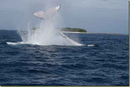 Humpback whale in Vava'u