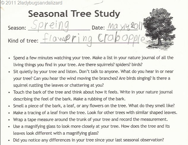 [tree study[12].jpg]