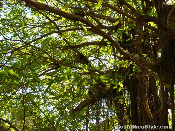 Costa Rican Mokey in the tree