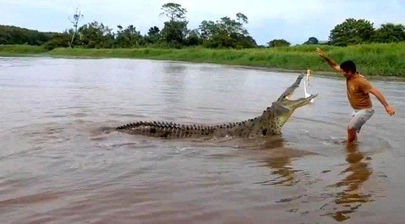 Costa Rica Crocodile