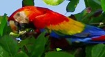 Costa Rica Style