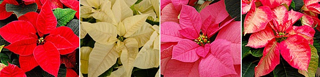 [poinsettiagroup[2].jpg]
