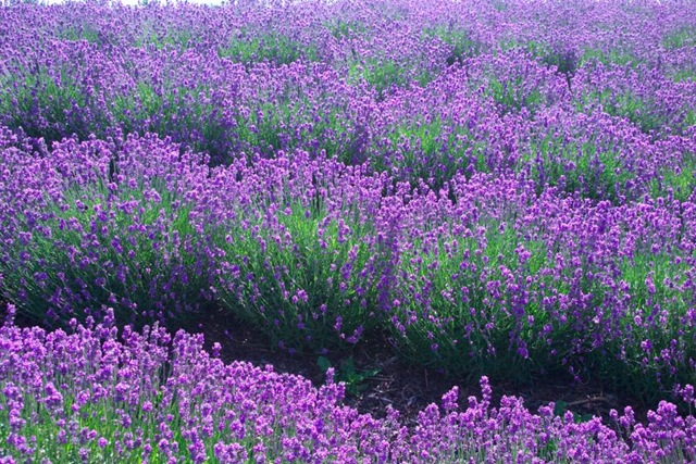 [Lavender[3].jpg]