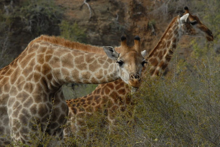 giraffe al kruger